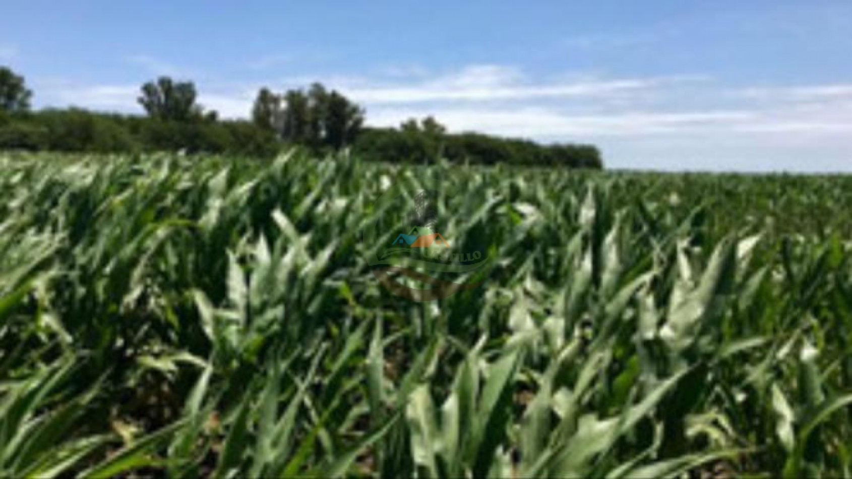 177 ha Mixtas - Pergamino 