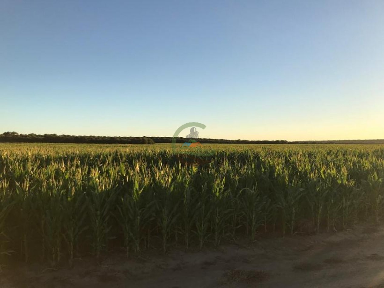 3330 ha Mixto - La Maruja - La Pampa