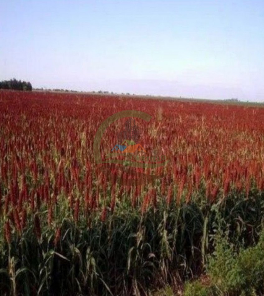 43000 ha MIxtos - Formosa