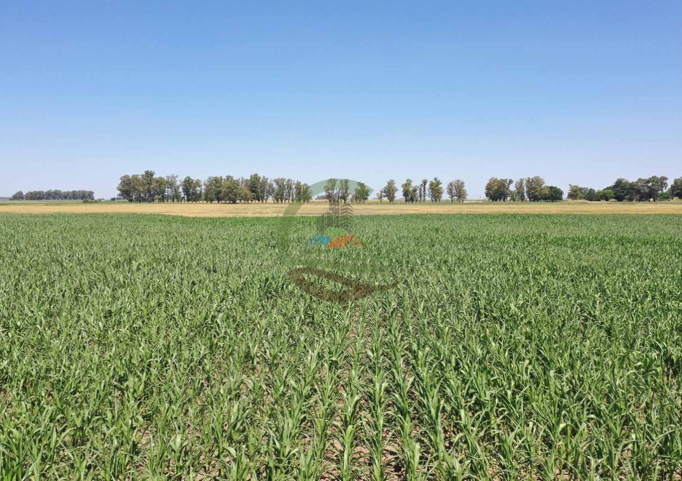433 ha mixto - Bolivar 