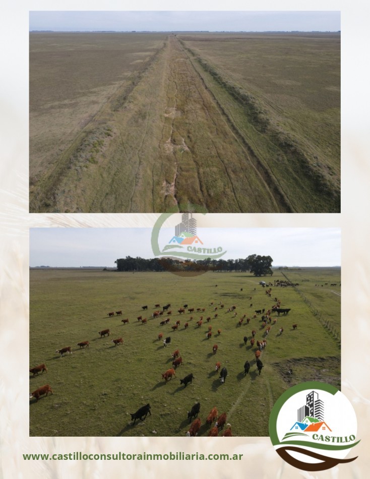 4811 ha ganandero - pila
