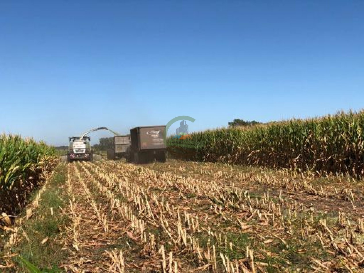 1370 Ha Agricolas - Gral Alvear