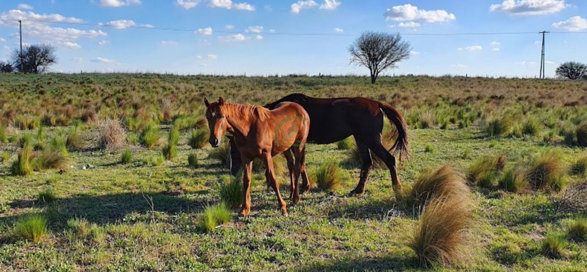 8600 HA MIxtas - San Luis