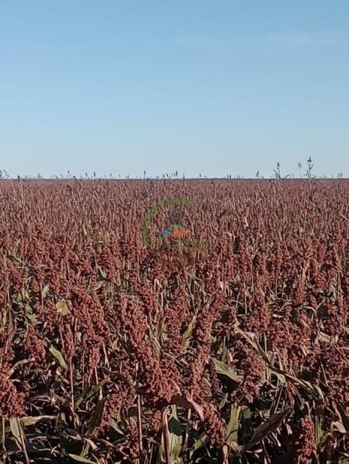 740 Ha Agricolas - Laboulaye - Cordoba