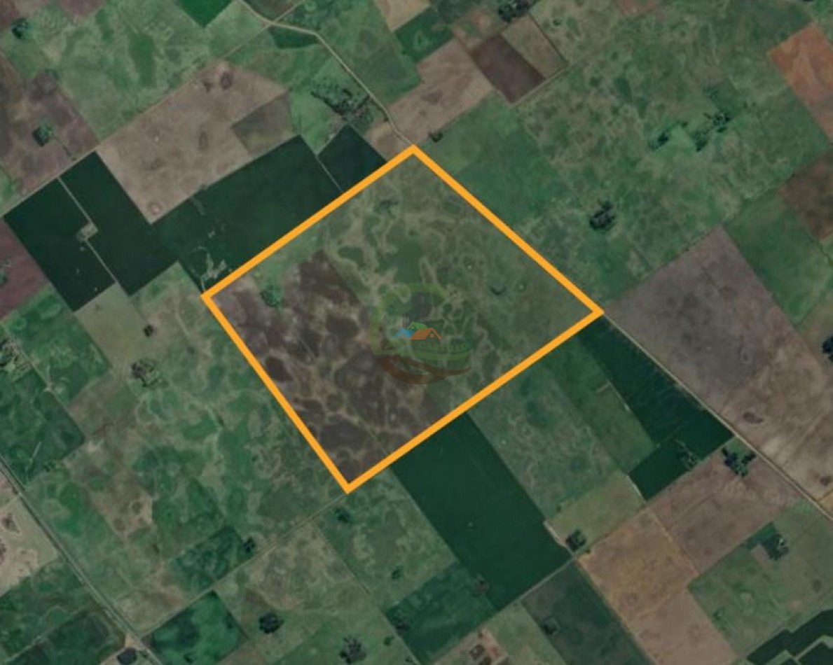 244 Ha Mixtas - Reynoso - Saladillo