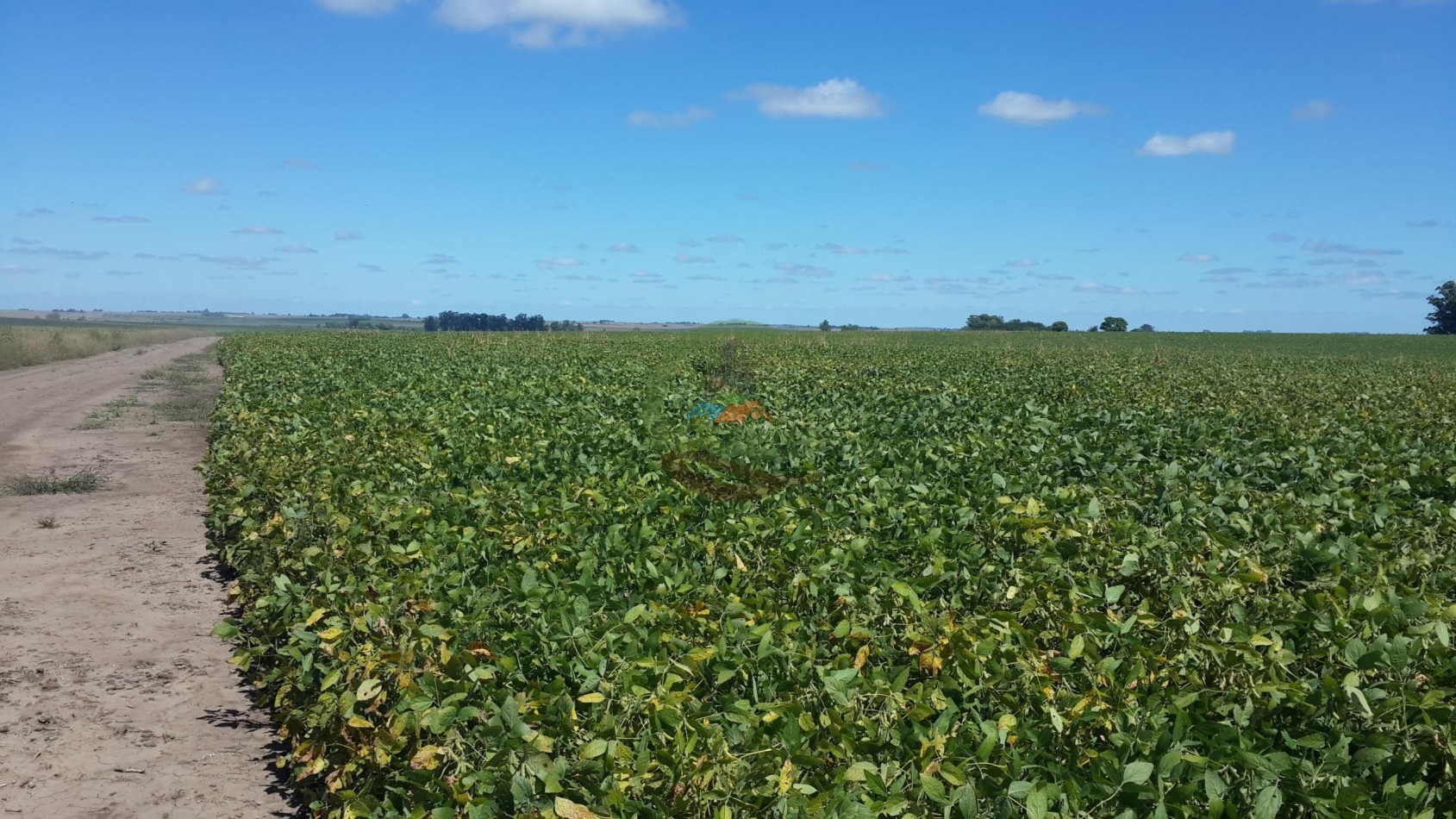 575 Ha Agricolas - Victoria - Entre Rios