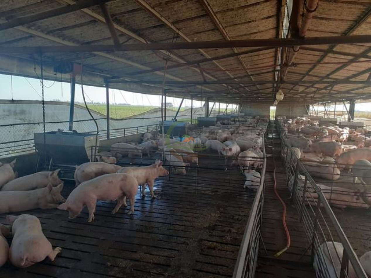 95 Ha Granja de Cerdos - Trenque Lauquen