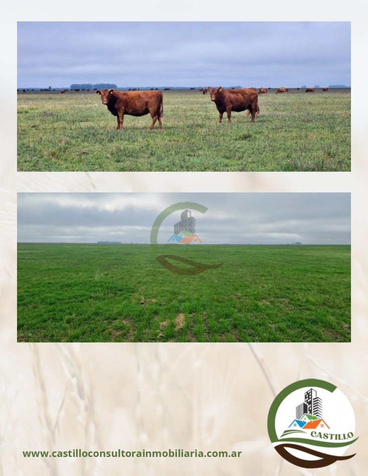 4811 ha ganandero - pila