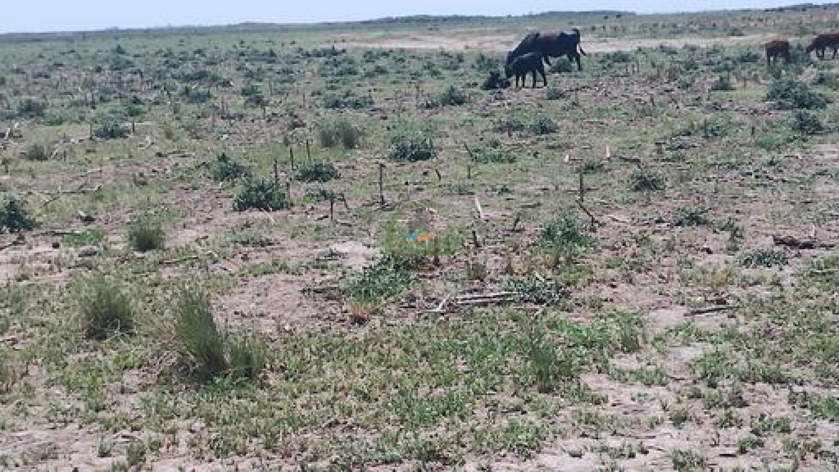 1900 Ha Mixto - Laboulaye - Cordoba