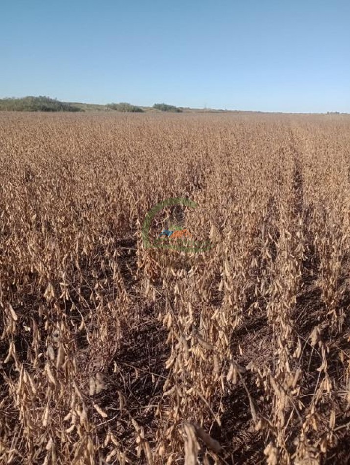 740 Ha Agricolas - Laboulaye - Cordoba