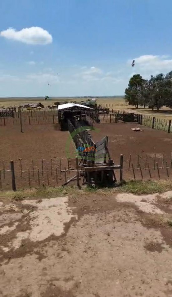 1135 Ha Mixto - Dorila - Mara Co - La Pampa