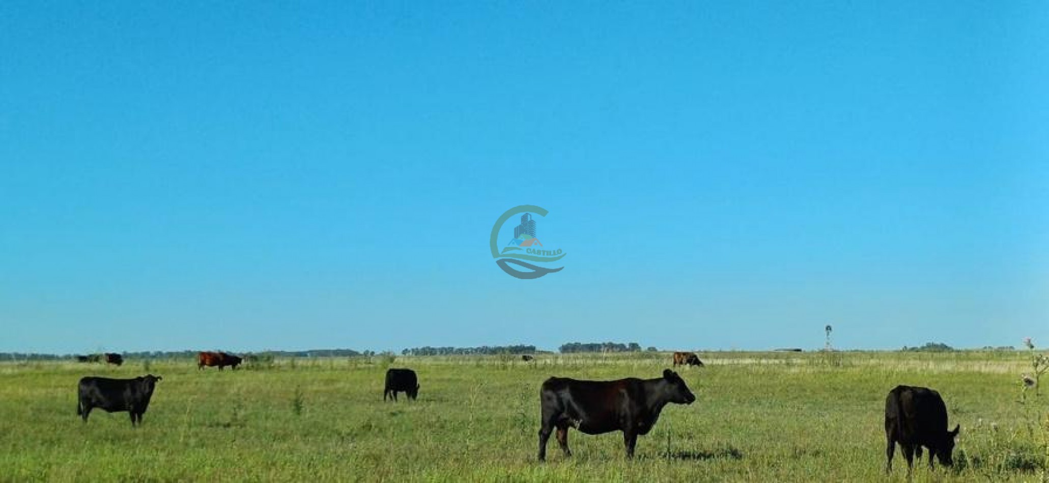 170 Ha Agricolas - Saladillo - Reynoso