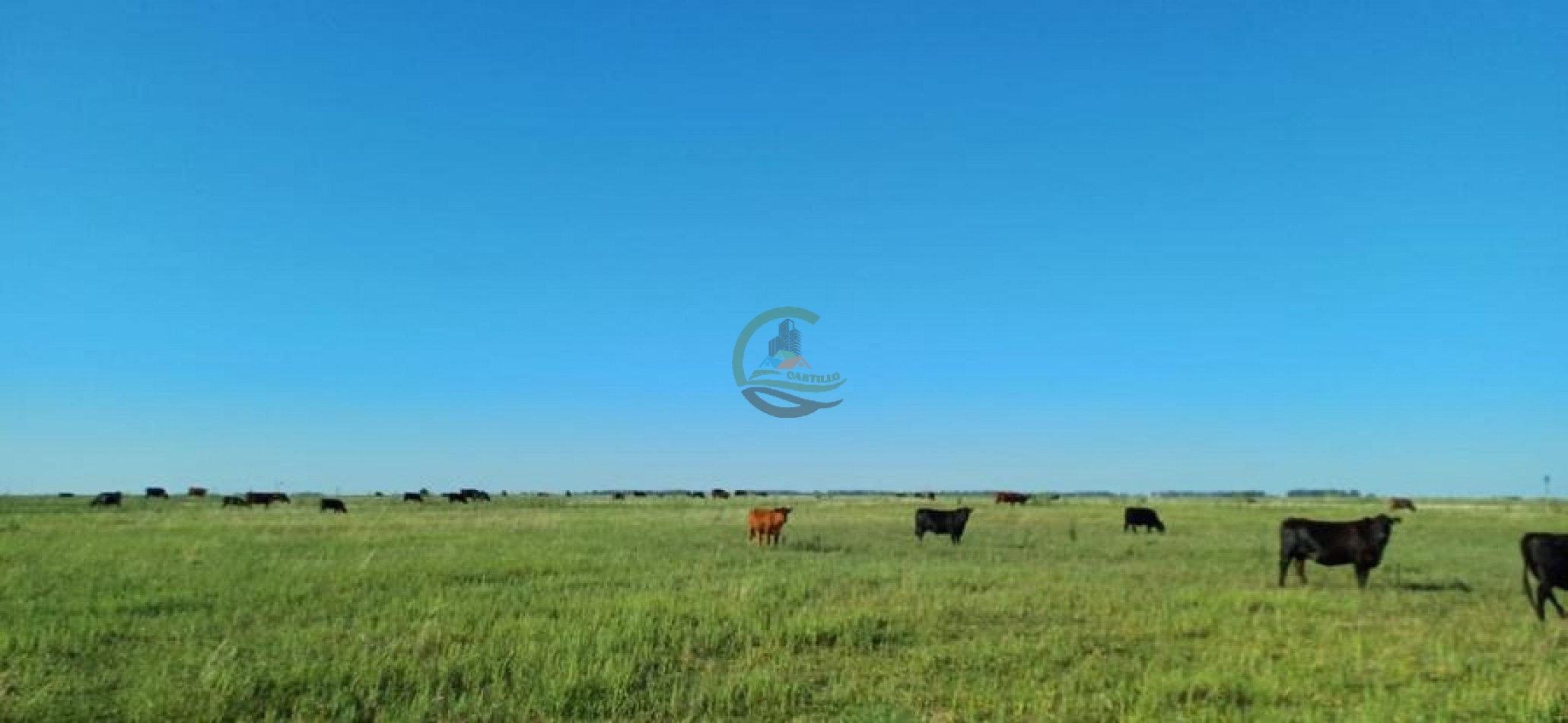 170 Ha Agricolas - Saladillo - Reynoso