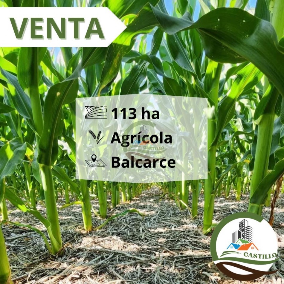113 ha agricolas - balcarce