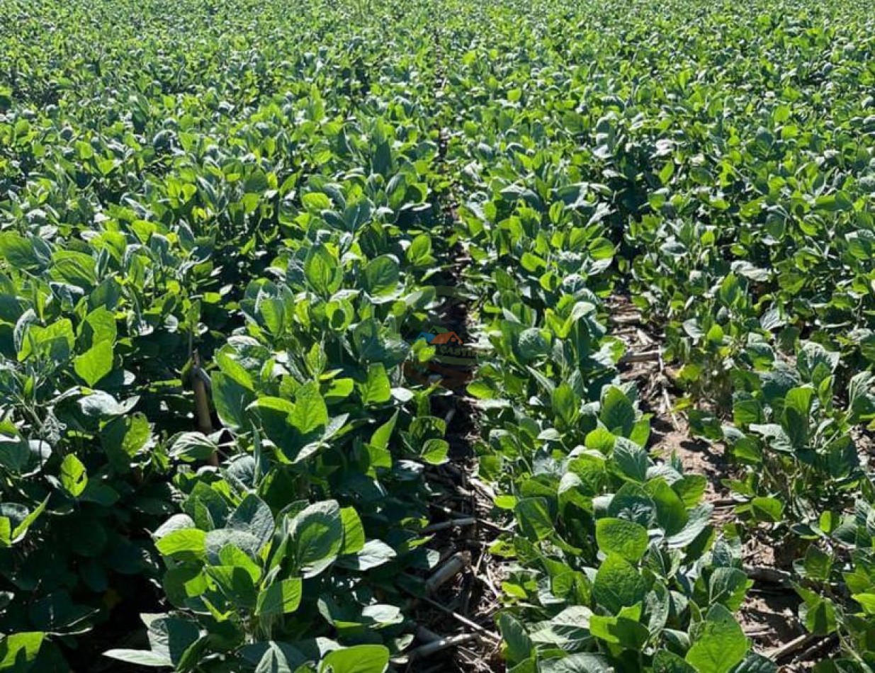 690 Ha Mixto - Pergamino
