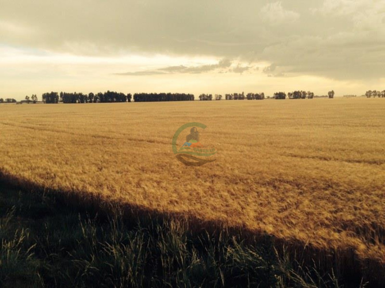 390 Ha Agricolas - Loberia