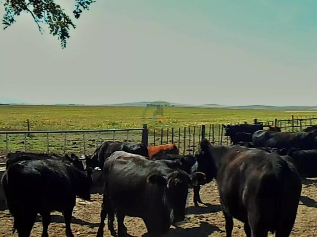 235 Ha Mixto - Tornquist