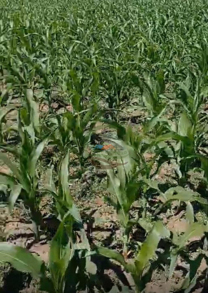 170 Ha Agricolas - Saladillo - Reynoso