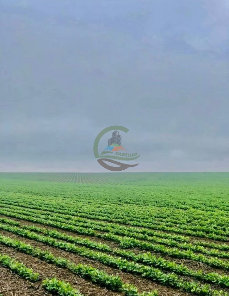 3900 ha Mixtas - La Carlota