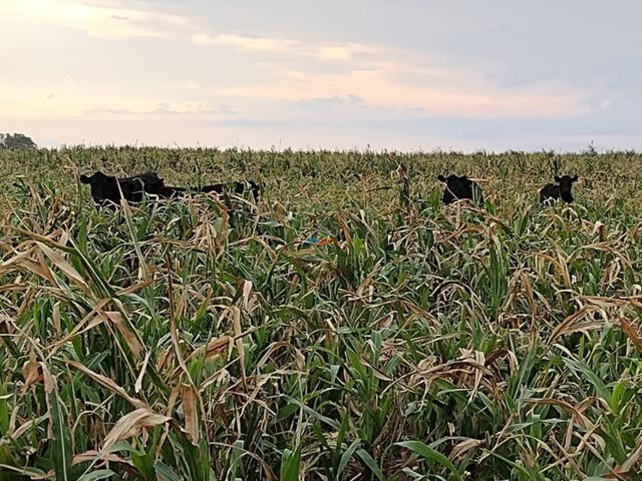 850 Ha Mixto - Puan