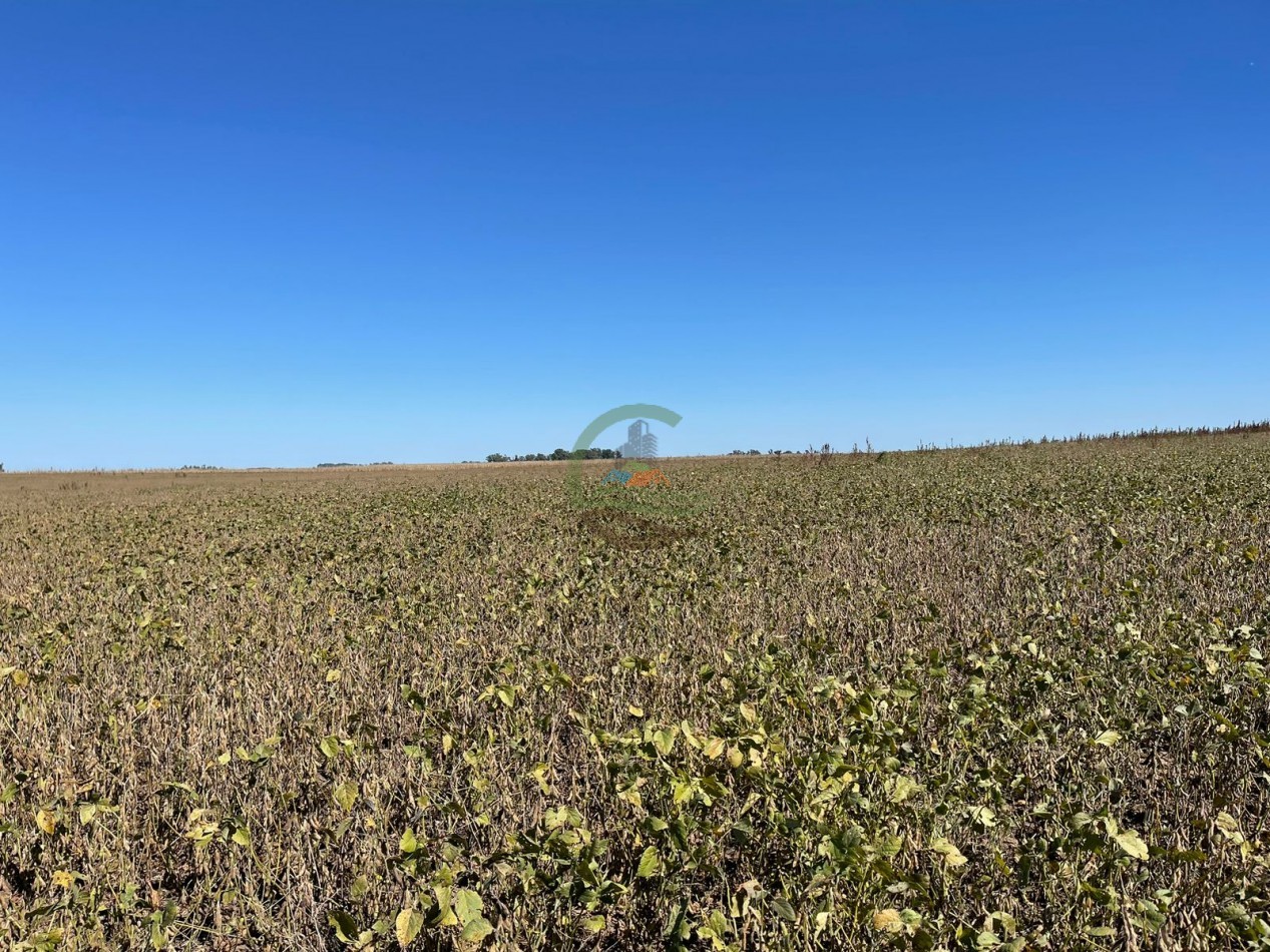 265 HA Agricolas - Saladillo