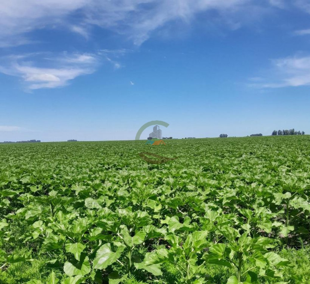 125 Ha MIxto - Bolivar