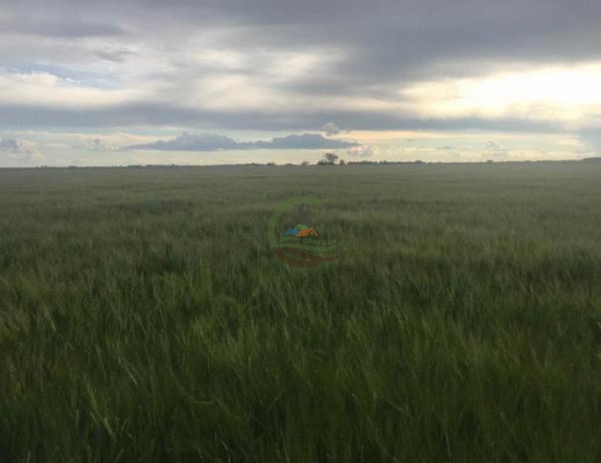 875 Ha Mixto - Carlos Tejedor