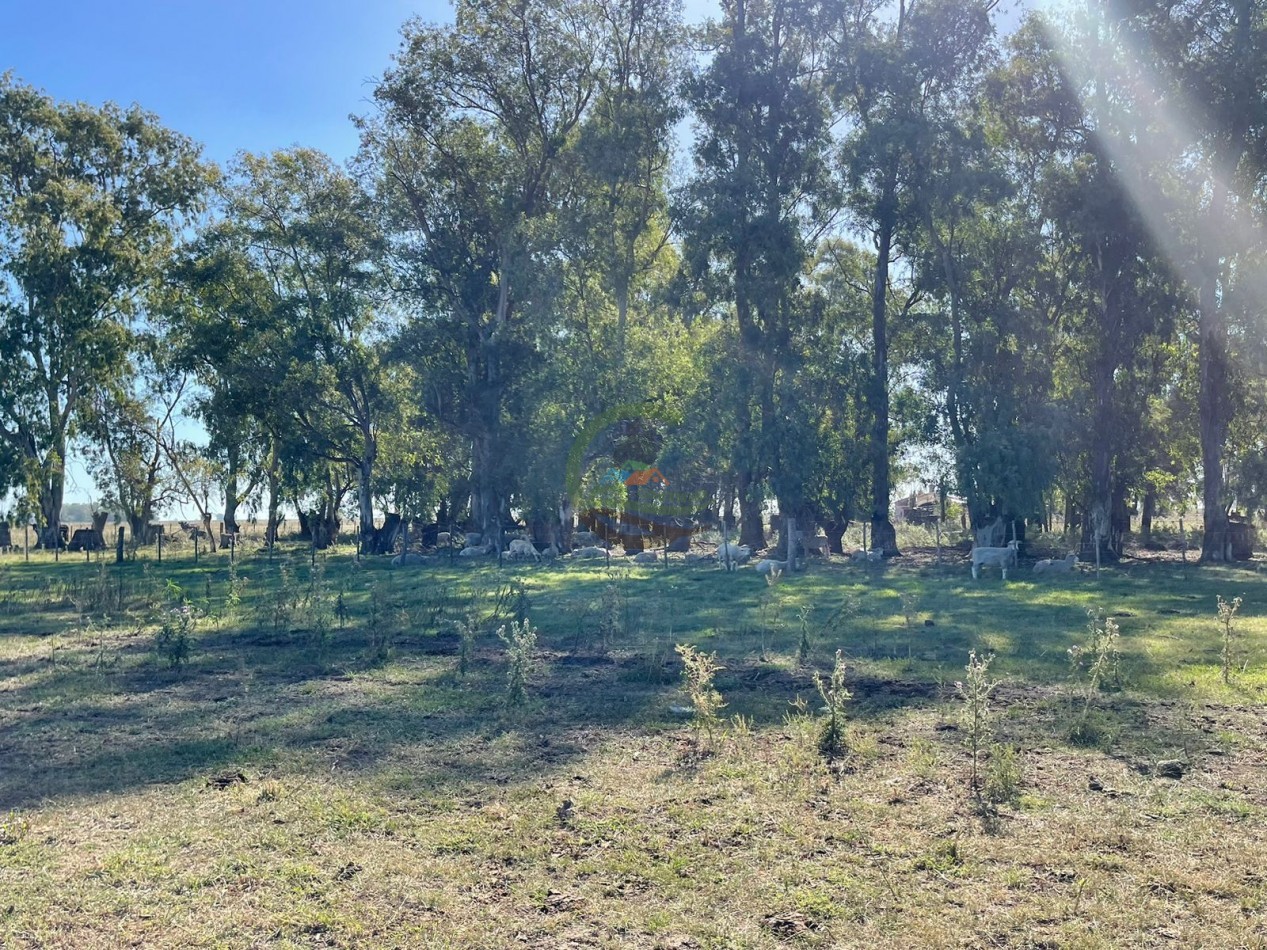 81 ha Mixto - Alvear