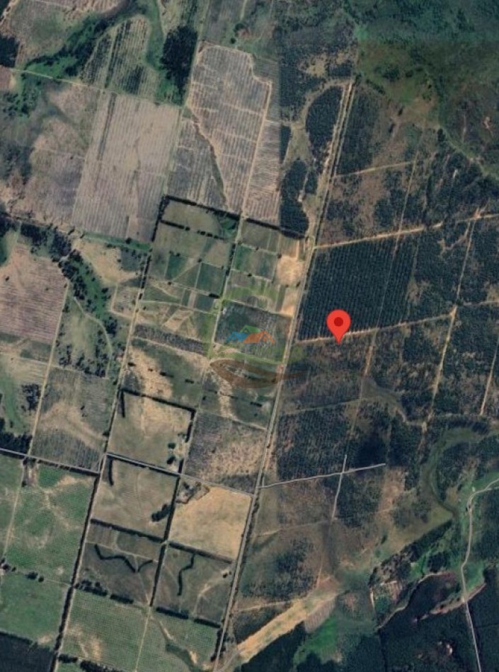 133 Ha Forestacion - Concordia - Entre Rios 