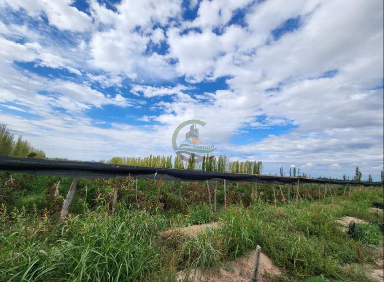 80 Ha Agricolas - San Martin - Mendoza