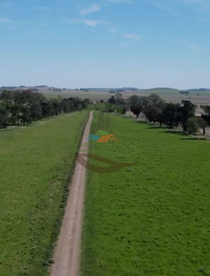220 ha Agricolas - Balcarce  