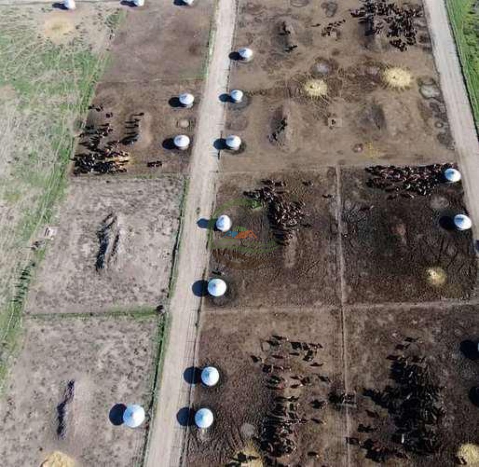 Frigorifico - con feedlot- Exportadora - La Adela - La Pampa