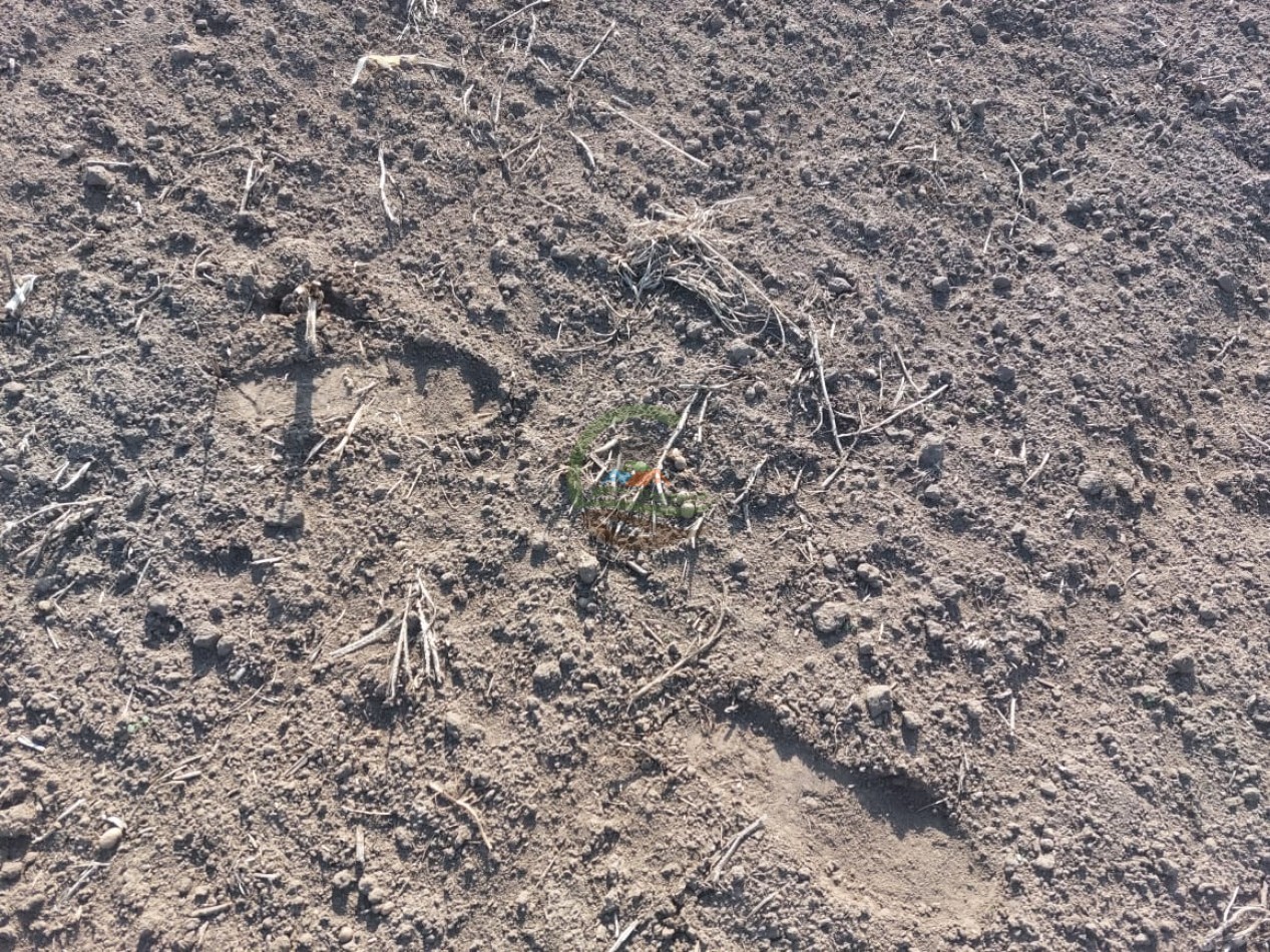 800 Ha Agricolas - Rufino - Santa Fe