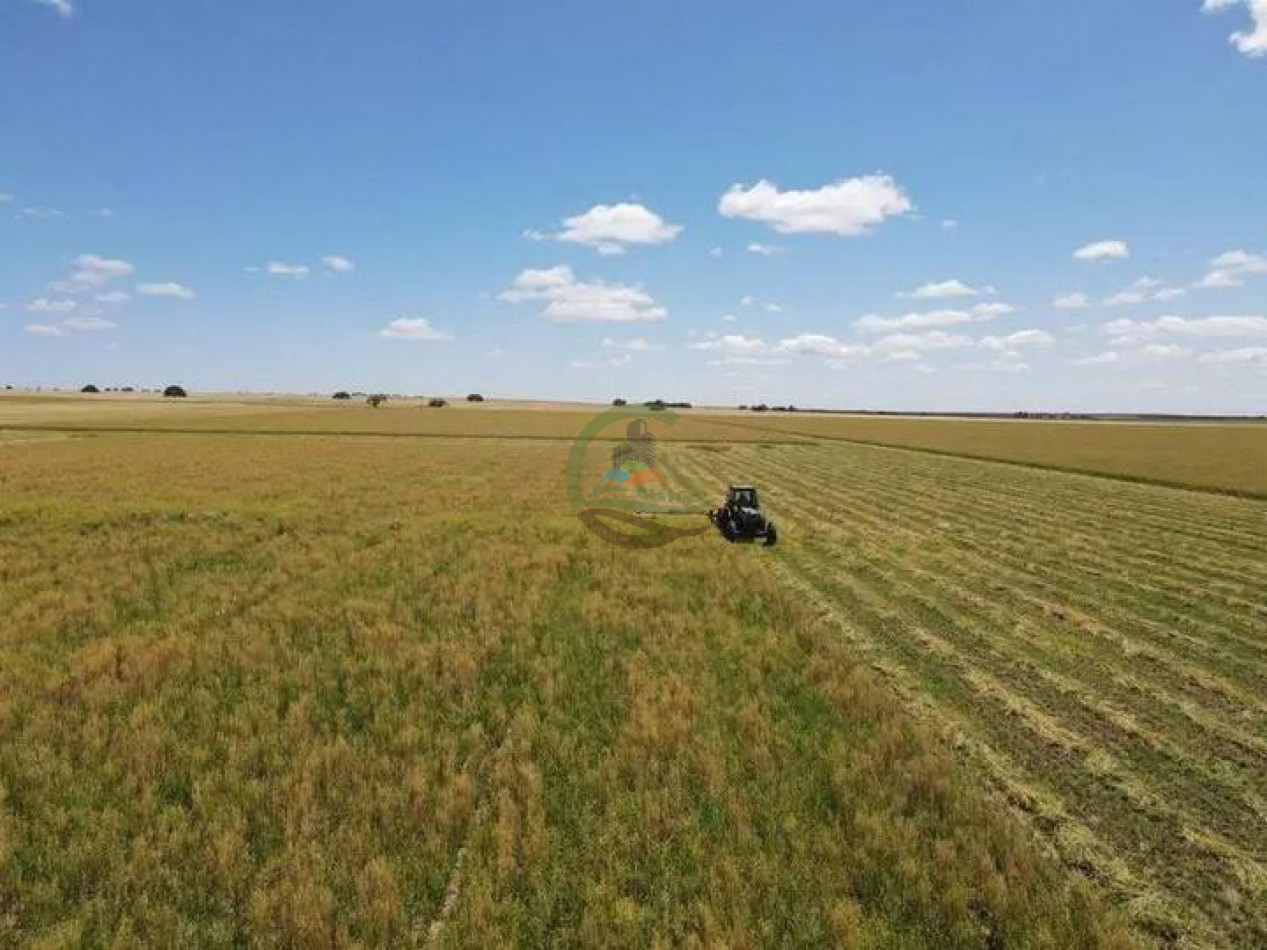 5000 Ha Ganadero - Conhelo - La Pampa