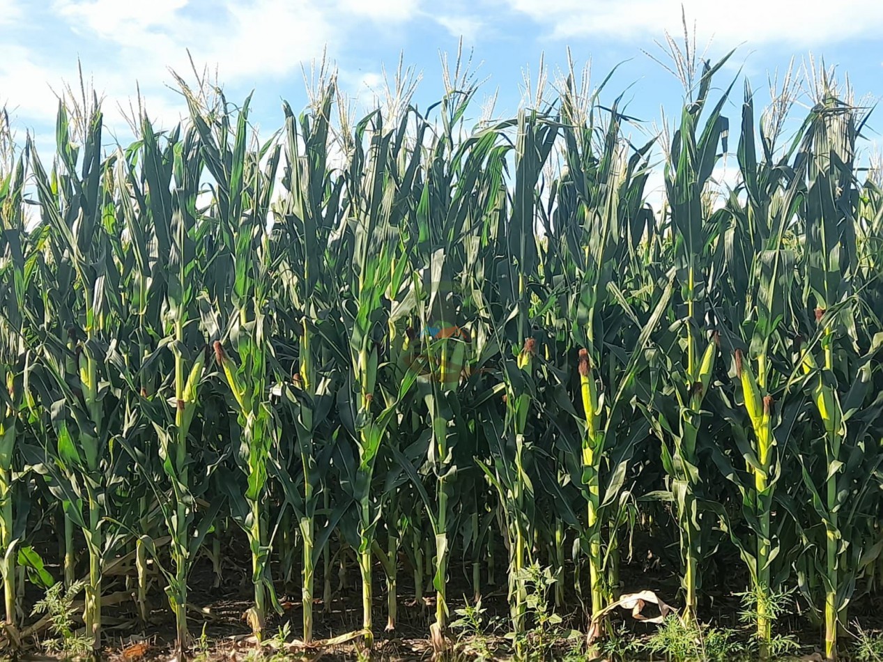 2200 Ha Agricolas - Laboulaye - Cordoba