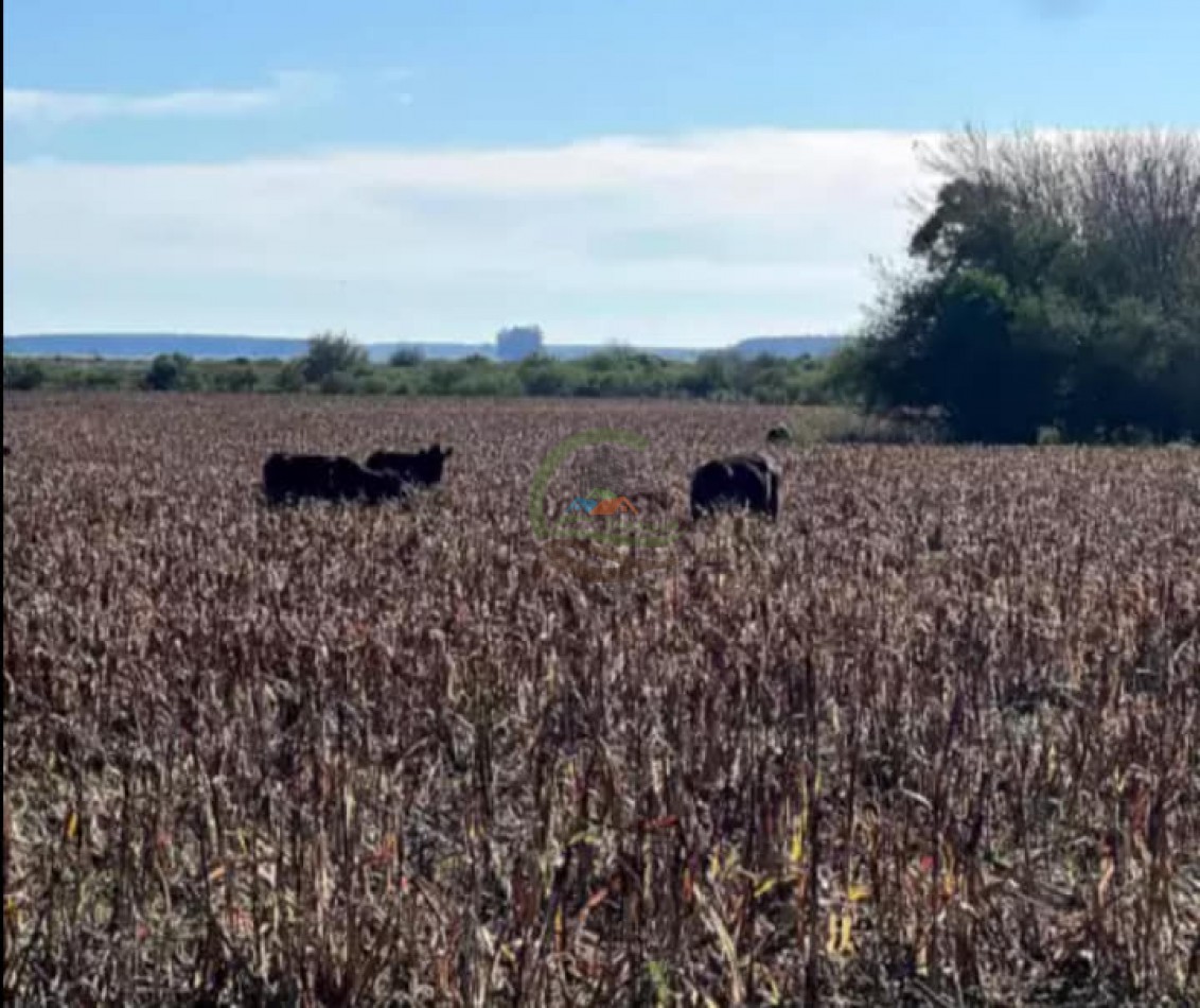 550 Ha Mixto - Concordia - Entre Rios