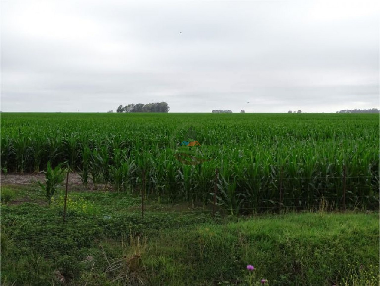 1027 Ha Agricolas - La Madrid