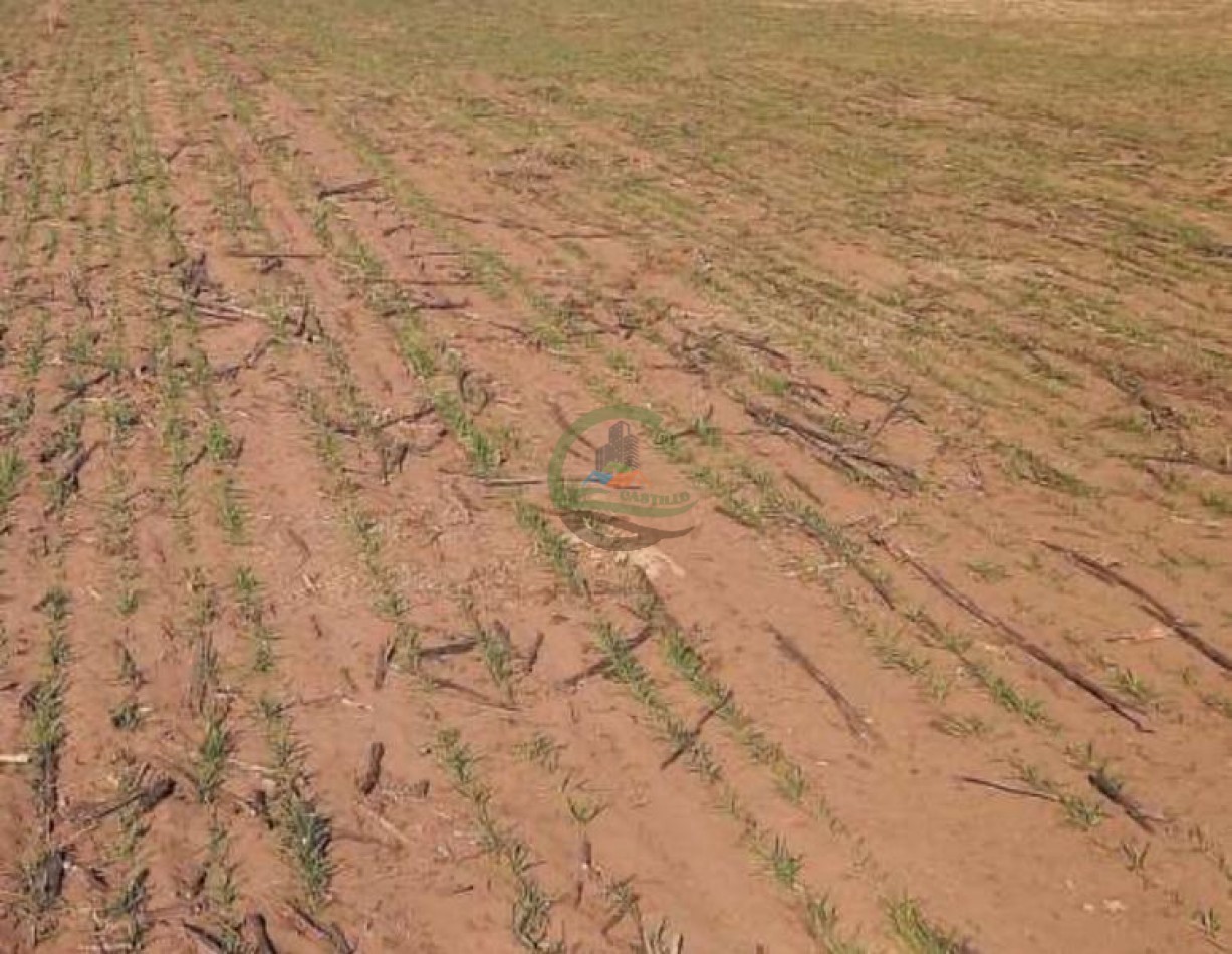 389 Ha Mixtas - Macachin - Cordoba