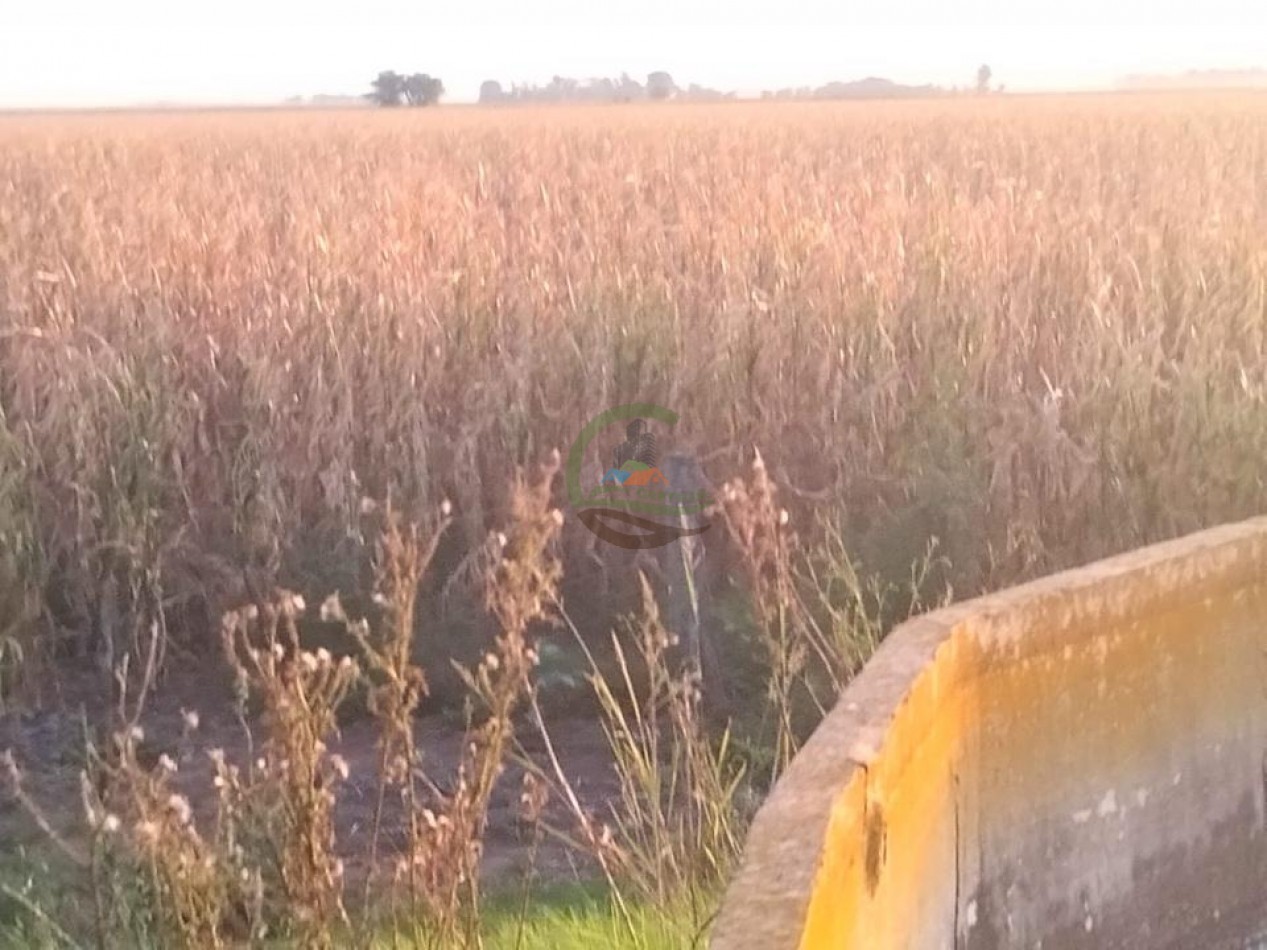 280 Ha Agricolas - General Alvear