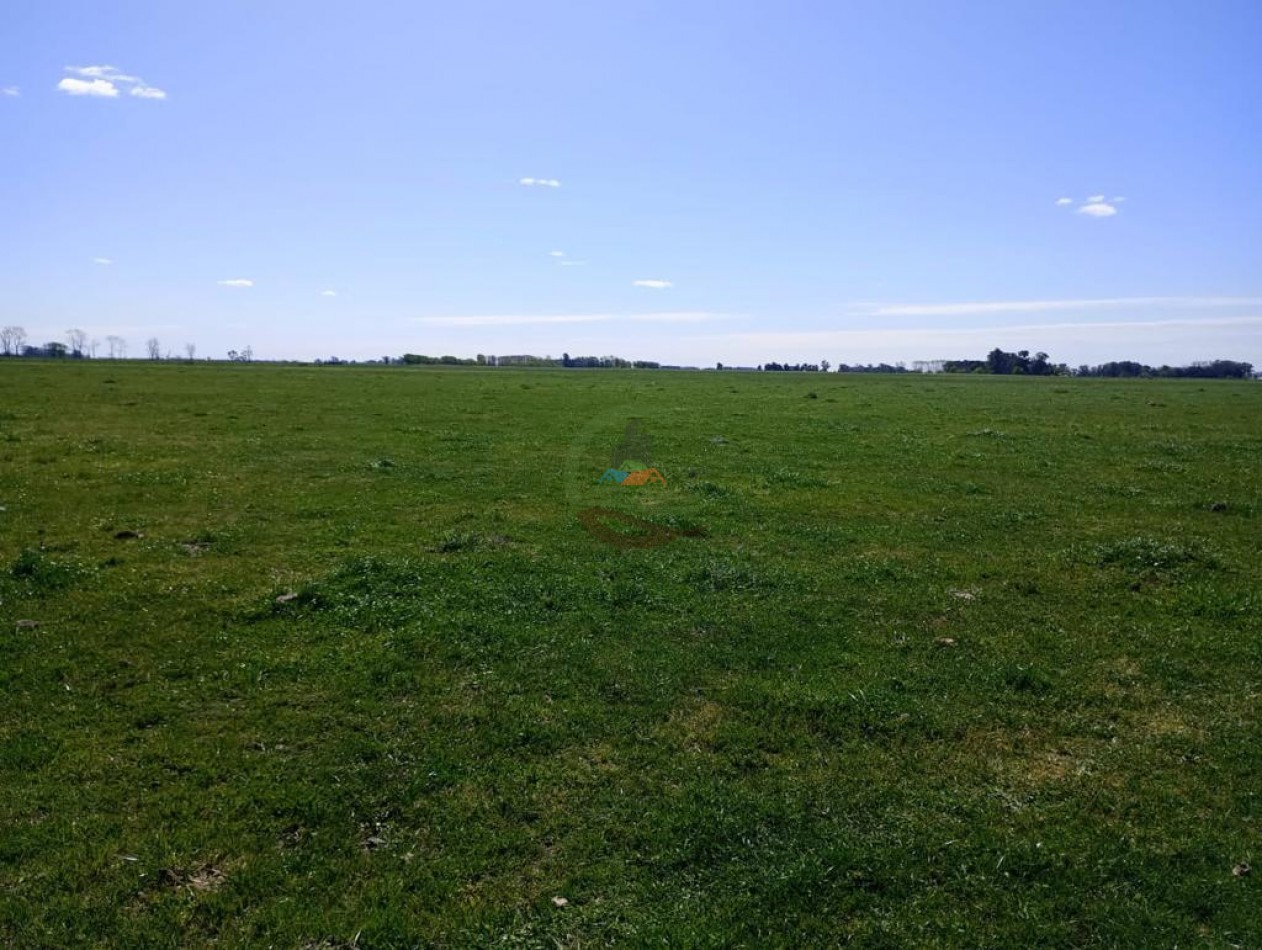 150 ha Ganaderas - 25 de Mayo