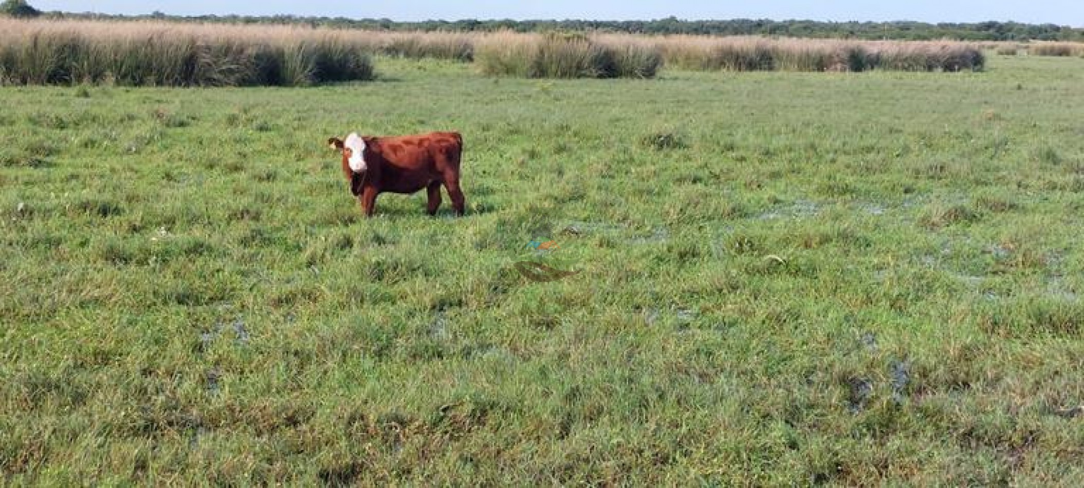 1577 Ha  Ganadero - Gualeguaychu - Entre Rios