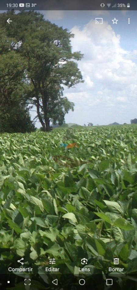 20 ha mixtas - saladillo