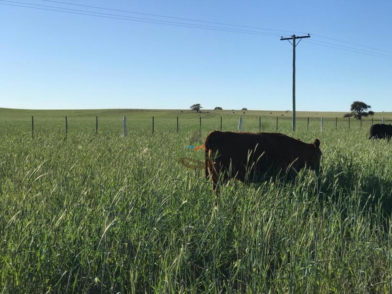 3330 ha Mixto - La Maruja - La Pampa