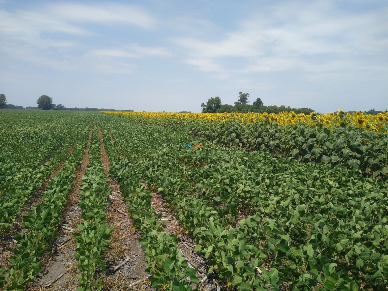 93 ha Agricolas - saladillo