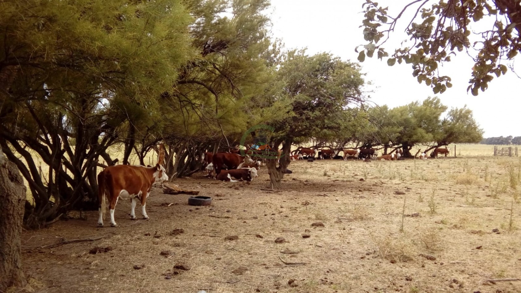 100 ha MIxtas - Sierras de la Ventana