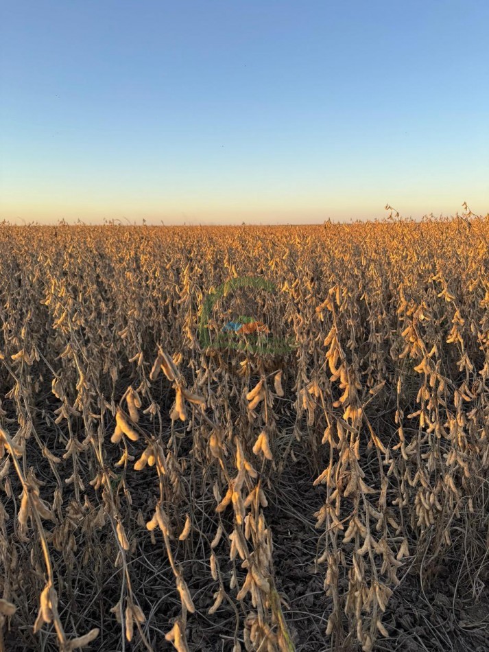 3750 Ha Agricolas - Tobas - Santiago del Estero
