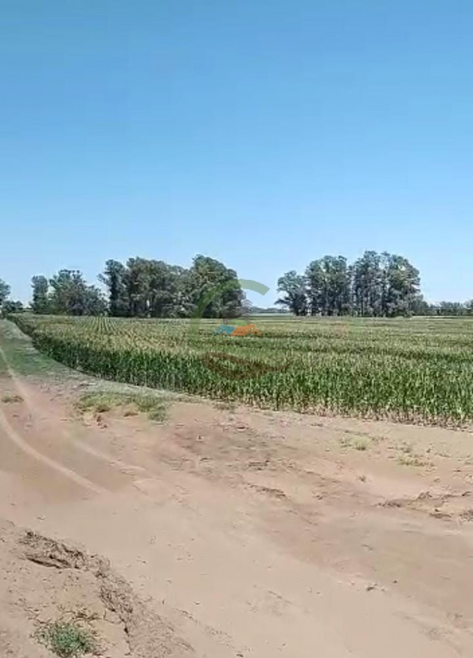 70 ha Agricolas - daireaux