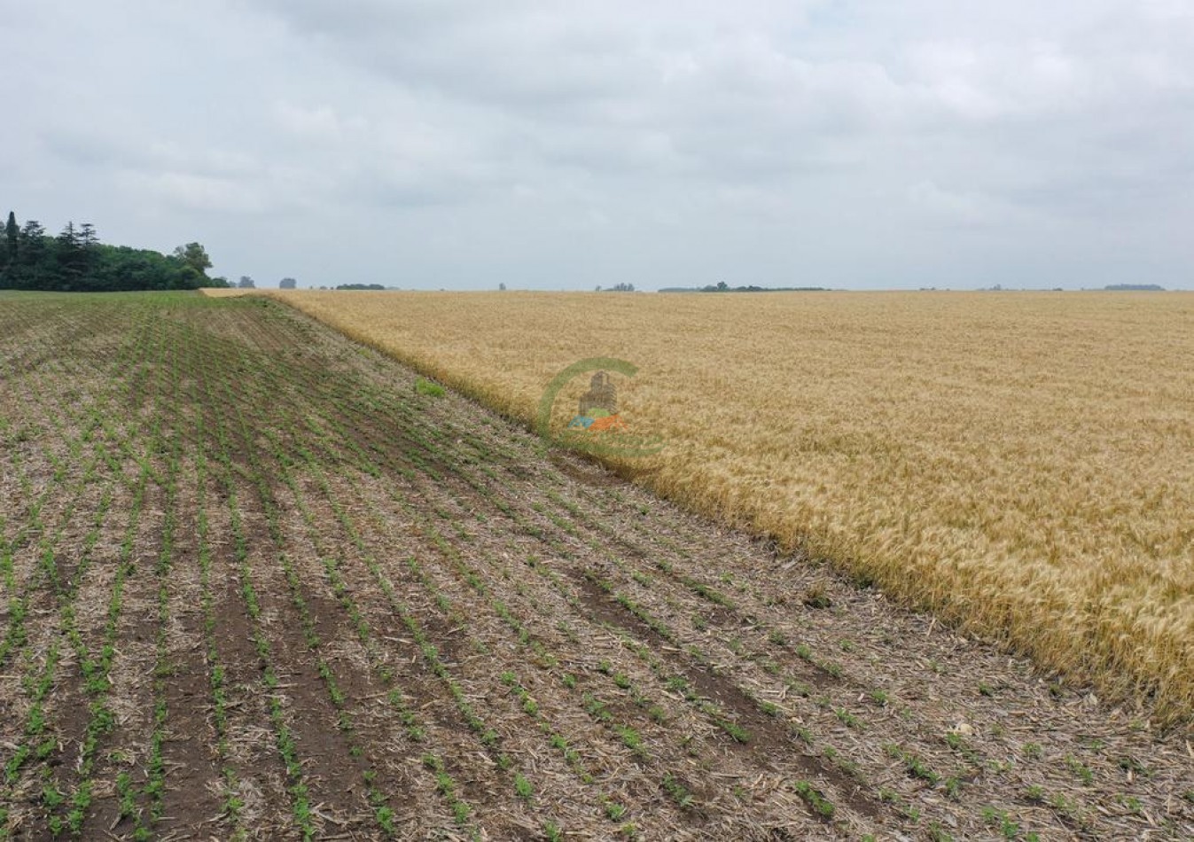 118 Ha Agricolas - Irala - Bragado