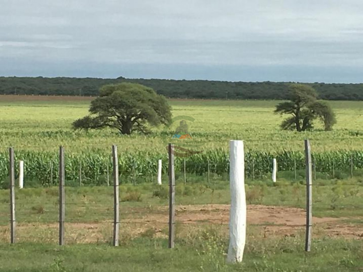 3330 ha Mixto - La Maruja - La Pampa