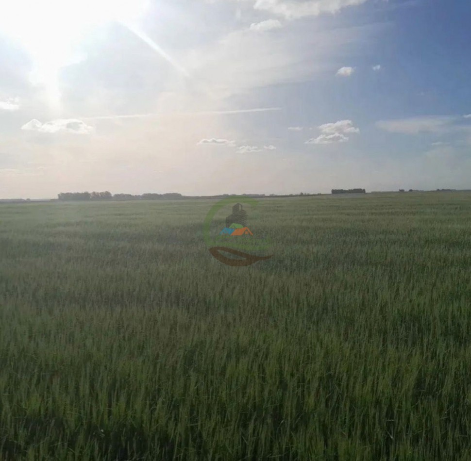125 ha Agricolas - San Cayetano